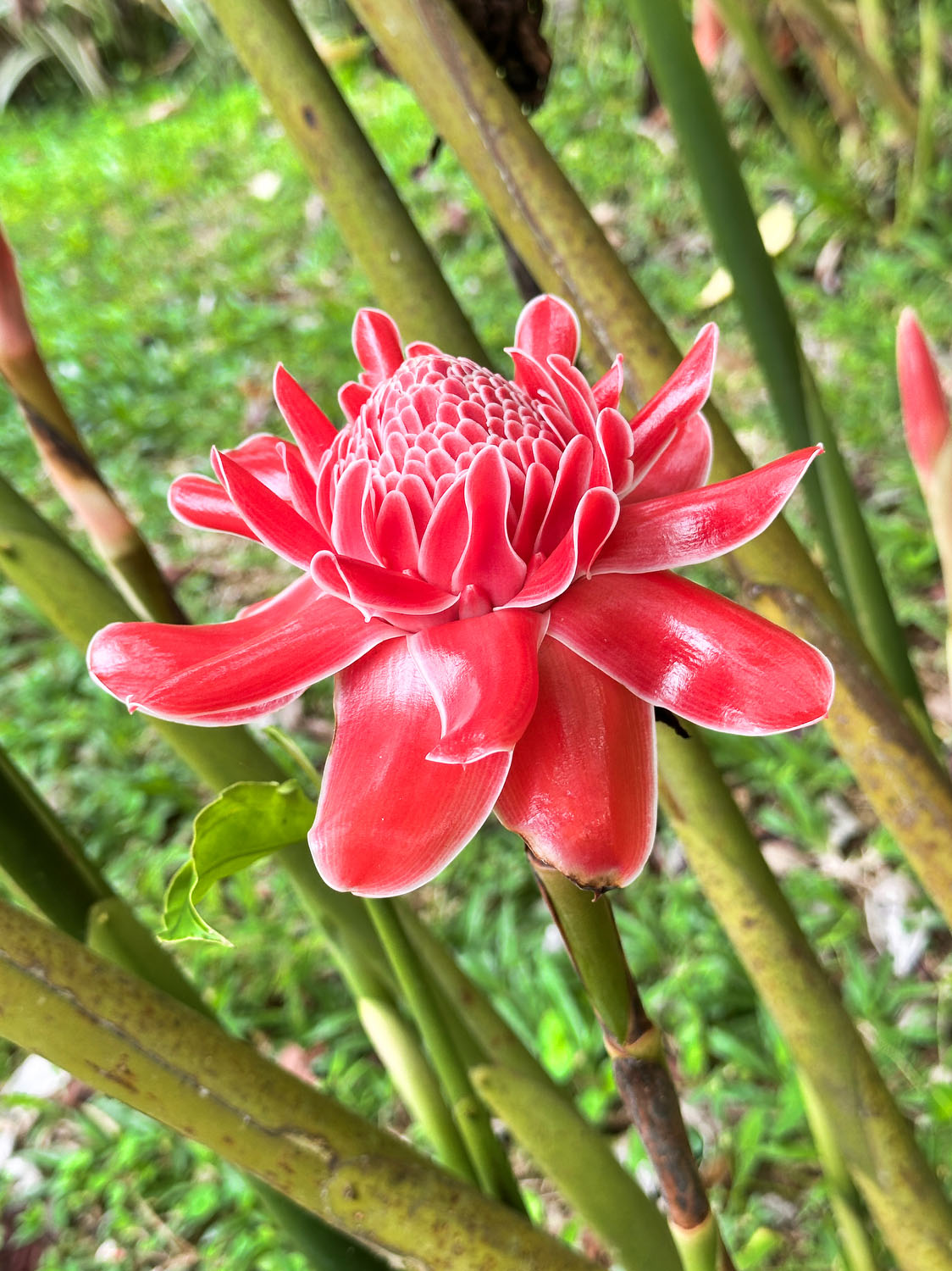 木槿花细节